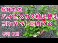 ハイビスカスの植え替え５年ものコンパクトに育てる剪定植え替え