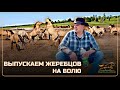 Отпустили немного жеребцов на волю | Провели скачки на приз памяти конезаводчика Хасана Идиятуллина