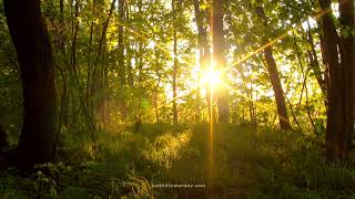 Calm & Relaxation Guided Visualisation