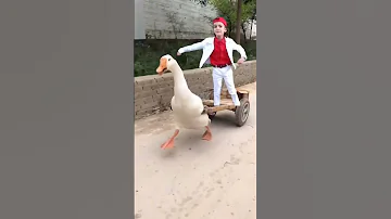 البطة 