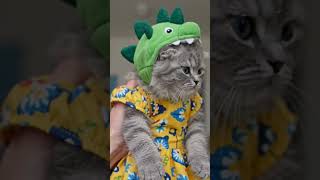 #music #song #funny #smlrose #bfdi #tamagotchi #cute #cartooncharacter #objectmayhem #cat