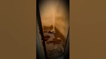 جولة داخل سجن صيدنايا الأحمر 
