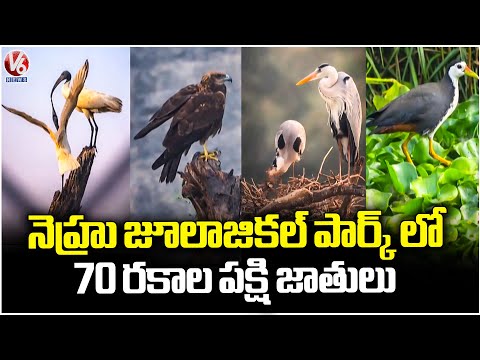 70 Different Bird Species At Nehru Zoological Park | Bird Walk | Hyderabad | V6 News - V6NEWSTELUGU
