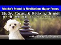 Meditation BGM Study/Work/Relax [勉強/作業/リラックスBGM] Focus Album