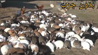 مزرعه ارانب تربيه ارضيه 1000 ام   بدون جرب .ground breeding rabbit farm 1000 mother without scabies