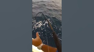 Catching Wahoo on Medium Tackle and Ballyhoo #shorts #wahoo