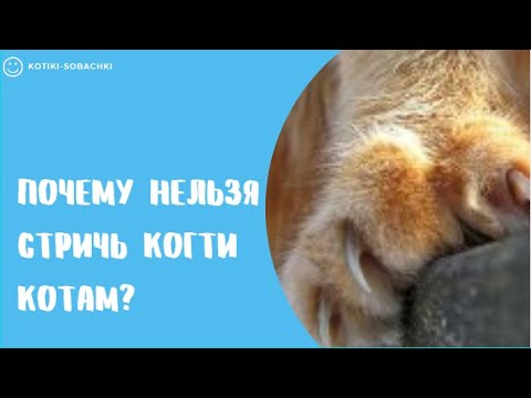 Почему нельзя стричь когти котам