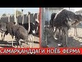 САМАРҚАНДДАГИ ТУЯҚУШ ФЕРМЕРИНИНГ ИШИГА ҚОЙИЛ ҚОЛАСИЗ!