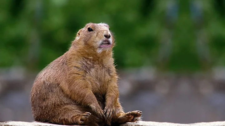 Animal knock knock jokes for kids