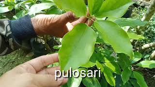 Tanaman Yang Hdanir Langka Pulo Sari