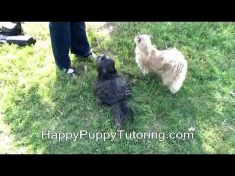 puppy-training-dog-behavior-training-austin-texas