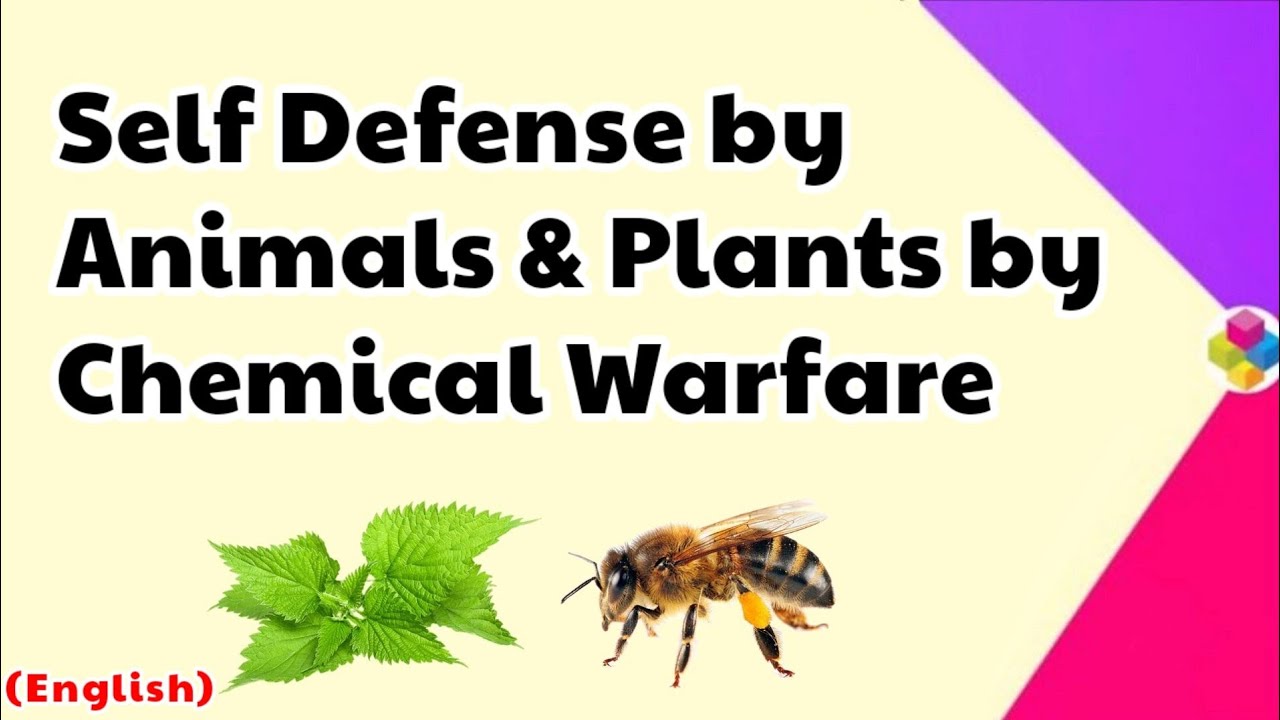 Self Defense by Animals & Plants by Chemical Warfare | Acid Bases & Salts |  Class 10 & 11 | Science - YouTube
