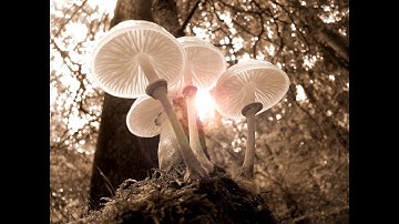 Lucknow University|| B.Sc. Biology(NEP) Sem-1|| Botany Practical File || Fungi || Part-2