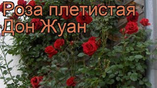 Плетистая Роза Дон Жуан Фото