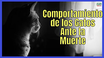 ¿Lamentan los gatos la muerte de otros gatos?