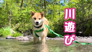 雪解けのキンキンに冷えた渓流で子供みたいにはしゃいで飼い主を困らせる柴犬が可愛い