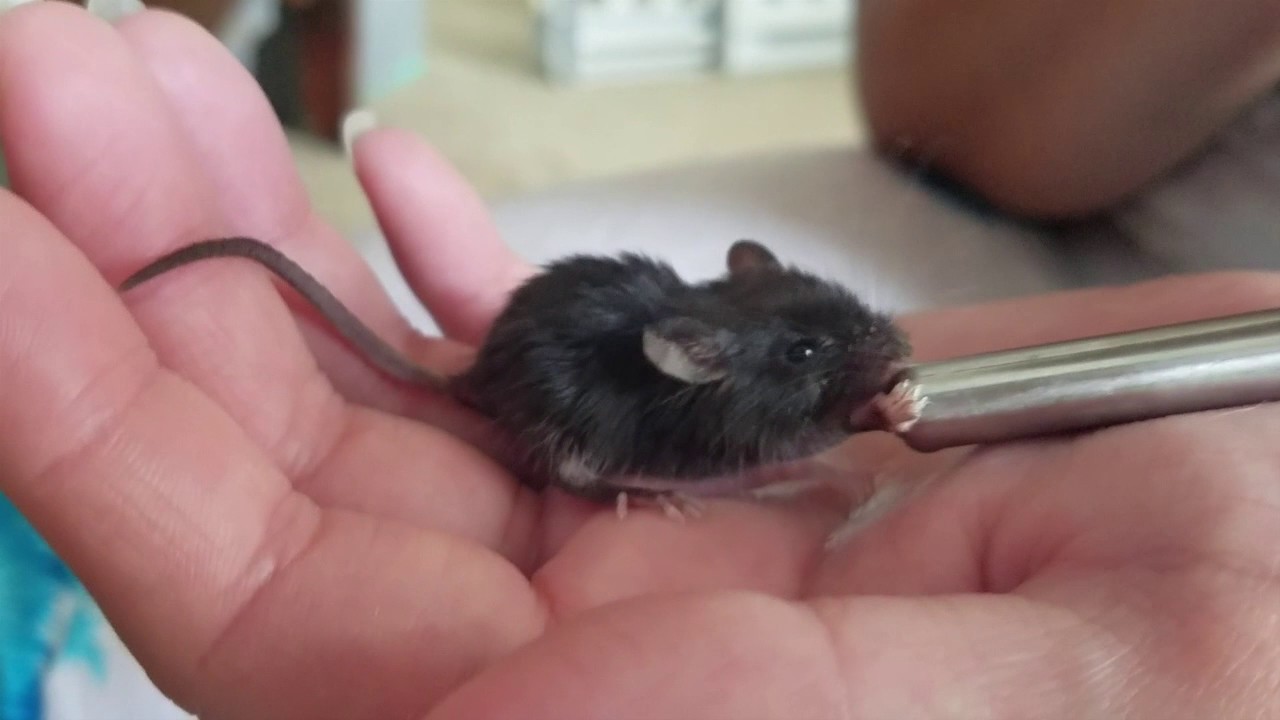 Little Mouse Drinking Water YouTube