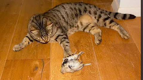 Зачем кошка приносит добычу домой