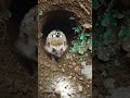 "Real Hedgehog POV Inside Underground Burrow 🐾 | Micro Camera Experiment" #shorts