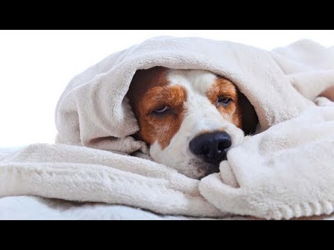 cure for dog cold