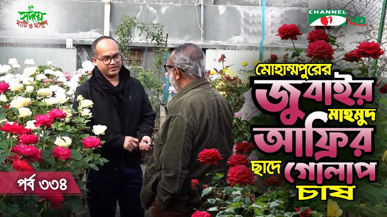 মোহাম্মপুরের জুবাইর মাহমুদ আফ্রির ছাদে গোলাপ চাষ | পর্ব ৩৩৪ | Shykh Seraj | Channel i |