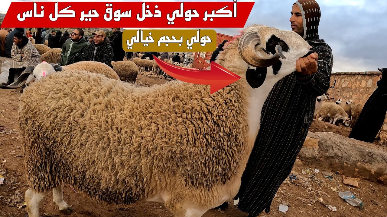 عبد الله الداودي صدم الكل بهاذ الحولي لحجمو خيالي فسوق حد البروج مع ثمن الأغنام بتاريخ 31/03/2024