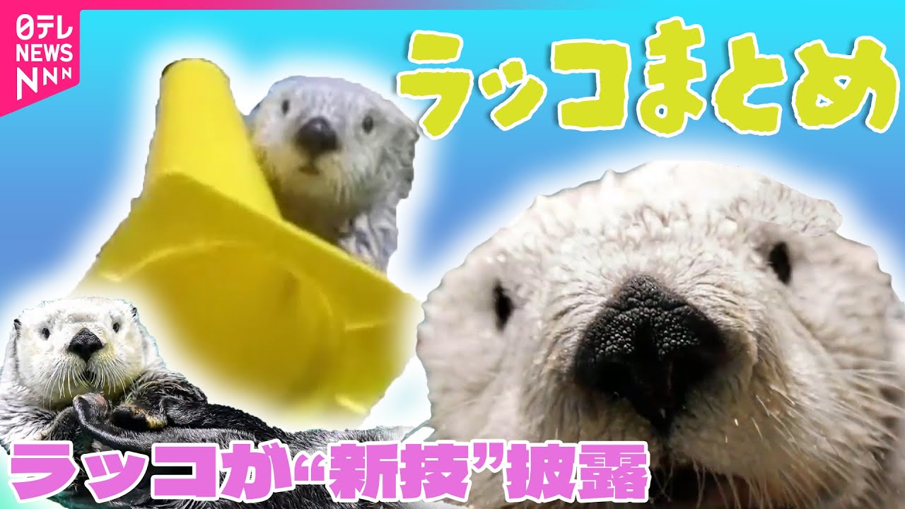 ラッコまとめ】キャッチして…ポイ！ 芸達者なラッコ「キラちゃん」“新 