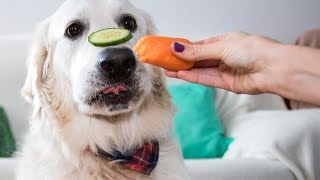 ASMR Dog Reviewing Different Types of Food #1