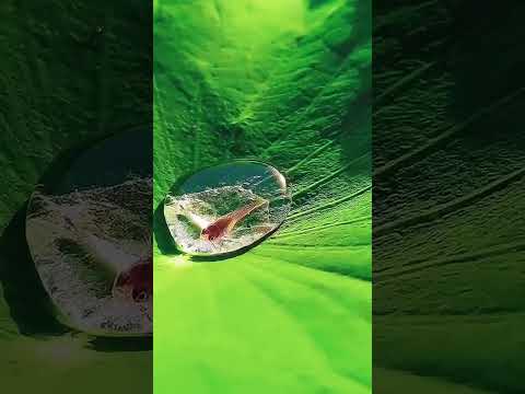 سمكة تعيش في قطرة ماء على ورقة لوتس