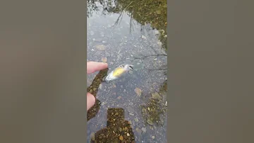 DEAD Fish Comes BACK TO LIFE!