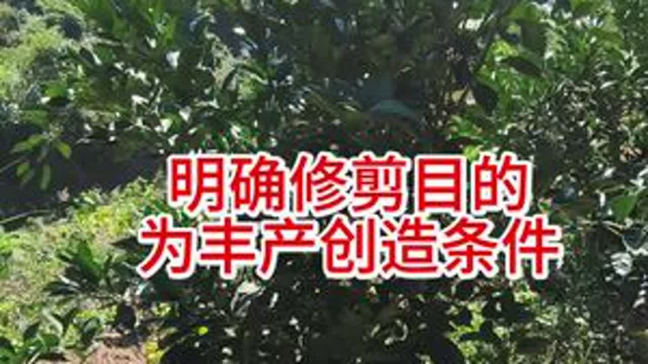 修剪要明确目的，为丰产创造条件！#果树种植 #柑橘种植 #柑橘修剪 #果树修剪 #彪哥修剪立体结果