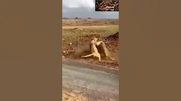 عندما يستفز الاسد اللبوه تكون هذه النتيجه 
