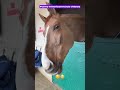 Horse and vibrator 😂 | Subscribe, new short videos every day #funny #horse #fyp #shorts #recommended