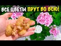 Никогда Не Выбрасывайте Это! Сам Удивлен! Все Цветы В Феврале Прут Во Всю и Зацветают!