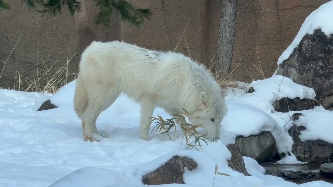 オオカミとフクロウ　オオカミと白トナカイのペール TANDEY オオカミとフクロウ *オオカミと白トナカイのペール ニットプル