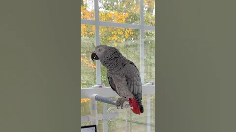 A few minutes with the crazy chicken this afternoon🤣💕🦜Please Subscribe💋#funnyparrot #birds #pets