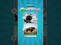 🇺🇸 Can YOU Identify America’s National Animal ? #animalquizusa#animaltrivia #shorts