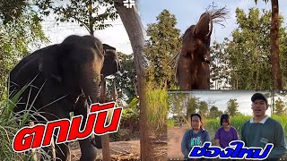 Tha tum is in rut!Wife's mahout comes to take care of Num Surin!Num Surin just open his own channel.