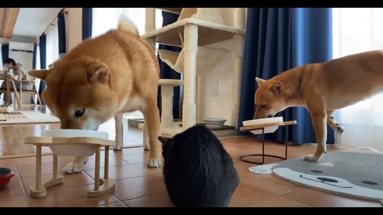 ただいま生配信