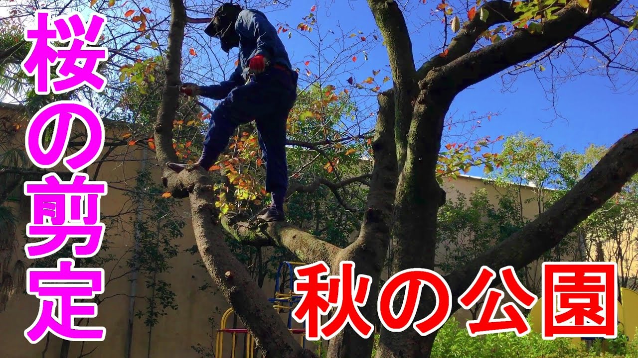 桜の剪定 公園で桜の木を切ります Youtube