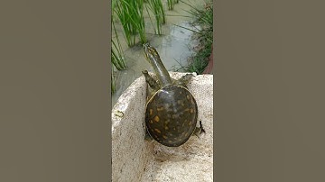 Indian flapshell turtle #nature #youtubeshorts