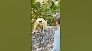 #viralvideo #funnymonkey #funny #monkey #cute