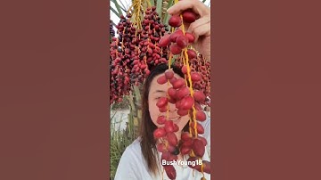 Dates Fruit #shorts #dates #date