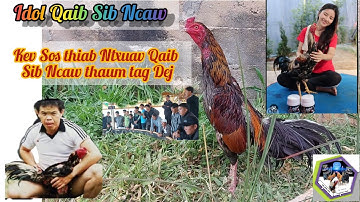 Qhia Keb Qaib-Ntxuav Qaib-muab tu Qaib so li ca kom tu qaib ฟื้น zoo sij hawm Thaum Sib Ncaw Tag Dej