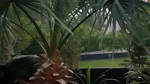 سورة التين ( القارئ أكرم العلاقمي )