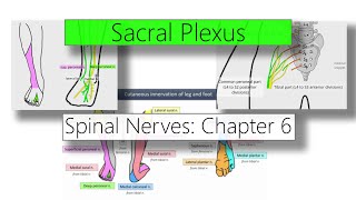 Sacral Plexus | Nervous system | 4K | Spinal nerves: Chapter 6
