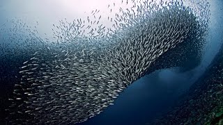 Moalboal Sardine Run