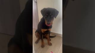 Rotweiler Puppy Breaks Expensive Lipstick