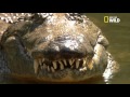Le crocodile du nil