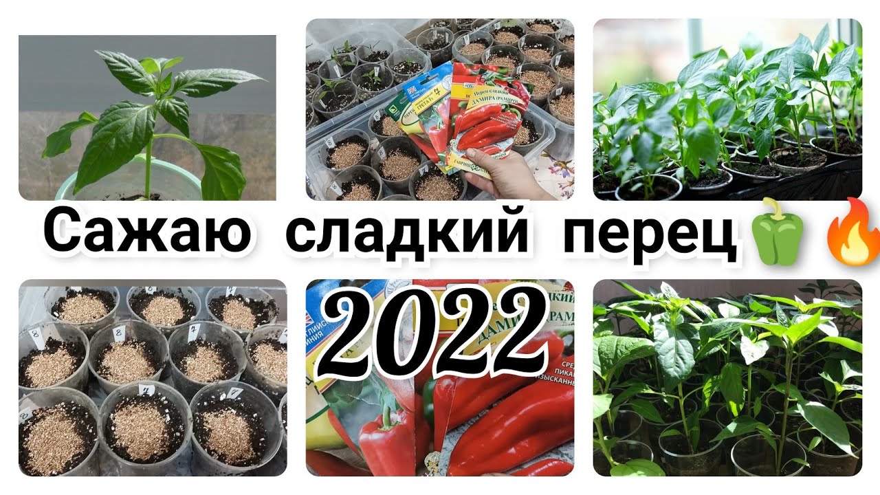 В каком месяце сажать перец. Сажаем перец на рассаду в феврале. Посадка перца на рассаду в феврале. Когда садить перцы в феврале. Посадка сладкого перца.